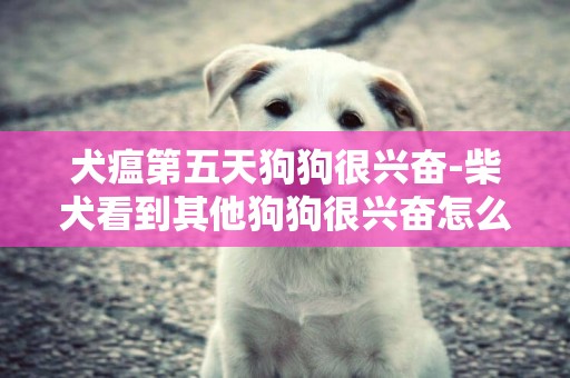 犬瘟第五天狗狗很興奮-柴犬看到其他狗狗很興奮怎么改善