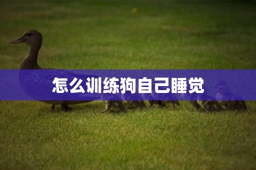 怎么訓練狗自己睡覺