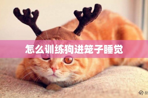 怎么訓練狗進籠子睡覺