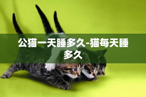 公貓一天睡多久-貓每天睡多久