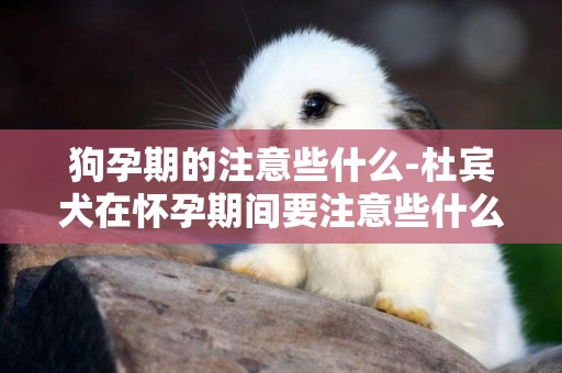 狗孕期的注意些什么-杜賓犬在懷孕期間要注意些什么