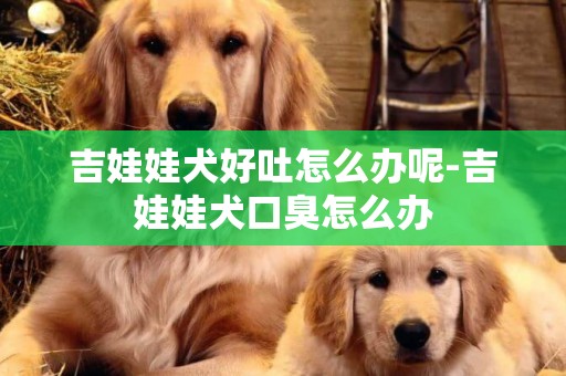 吉娃娃犬好吐怎么辦呢-吉娃娃犬口臭怎么辦