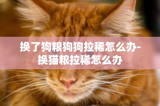 換了狗糧狗狗拉稀怎么辦-換貓糧拉稀怎么辦