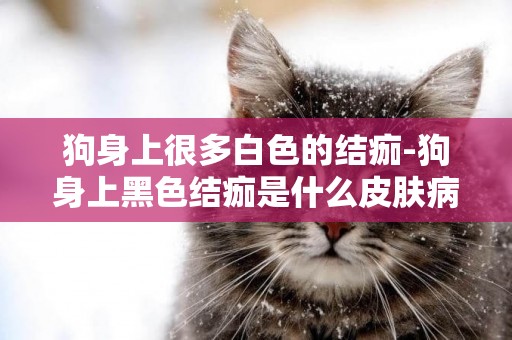 狗身上很多白色的結痂-狗身上黑色結痂是什么皮膚病