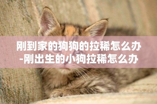 剛到家的狗狗的拉稀怎么辦-剛出生的小狗拉稀怎么辦
