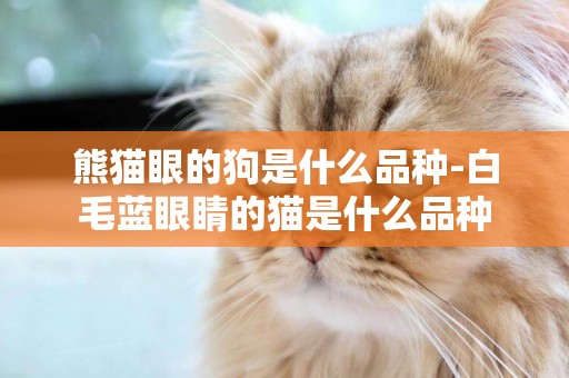 熊貓眼的狗是什么品種-白毛藍眼睛的貓是什么品種