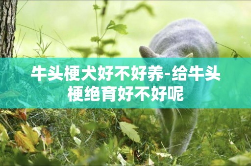 牛頭梗犬好不好養-給牛頭梗絕育好不好呢