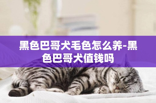 黑色巴哥犬毛色怎么養-黑色巴哥犬值錢嗎