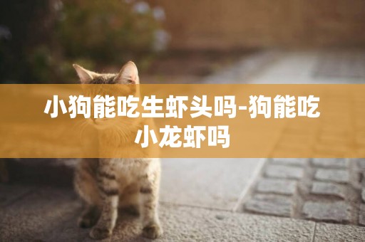 小狗能吃生蝦頭嗎-狗能吃小龍蝦嗎