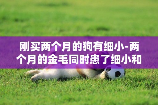 剛買兩個月的狗有細小-兩個月的金毛同時患了細小和冠狀