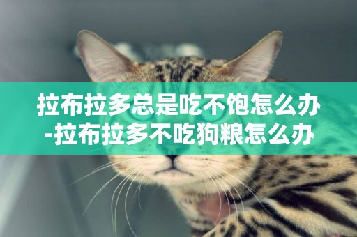 拉布拉多總是吃不飽怎么辦-拉布拉多不吃狗糧怎么辦