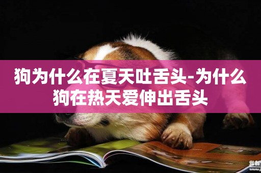 狗為什么在夏天吐舌頭-為什么狗在熱天愛伸出舌頭