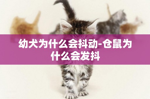 幼犬為什么會抖動-倉鼠為什么會發抖