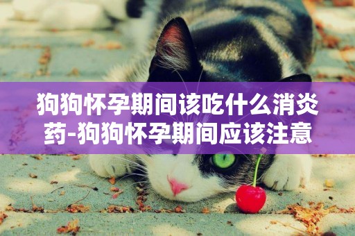 狗狗懷孕期間該吃什么消炎藥-狗狗懷孕期間應該注意什么