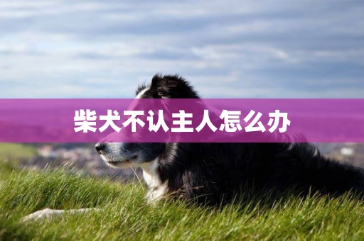 柴犬不認主人怎么辦