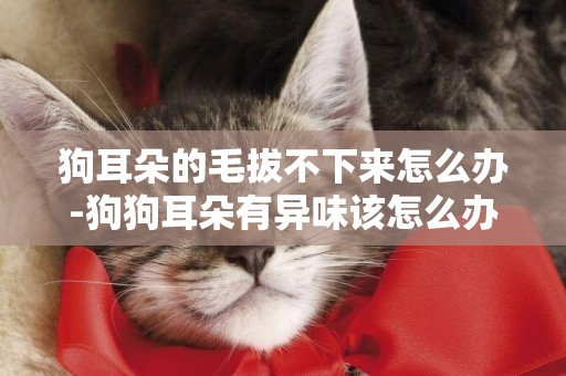 狗耳朵的毛拔不下來怎么辦-狗狗耳朵有異味該怎么辦