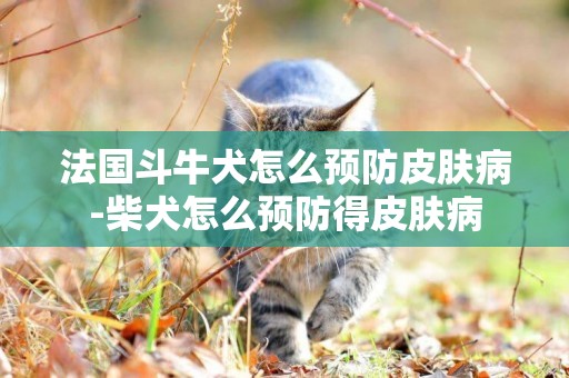 法國斗牛犬怎么預防皮膚病-柴犬怎么預防得皮膚病