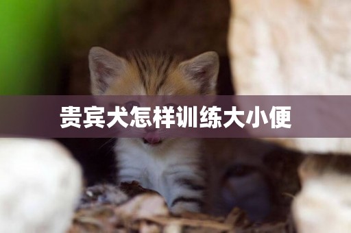 貴賓犬怎樣訓練大小便