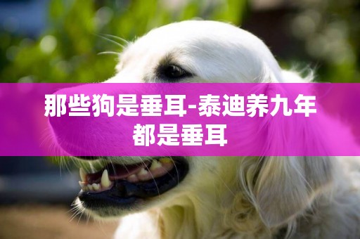 那些狗是垂耳-泰迪養九年都是垂耳
