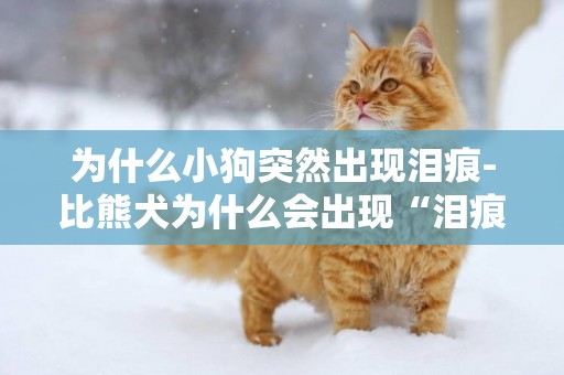 為什么小狗突然出現淚痕-比熊犬為什么會出現“淚痕”