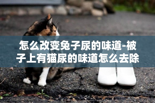 怎么改變兔子尿的味道-被子上有貓尿的味道怎么去除味道