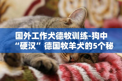 國外工作犬德牧訓練-狗中“硬漢”德國牧羊犬的5個秘密