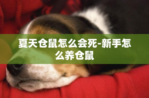 夏天倉鼠怎么會死-新手怎么養倉鼠