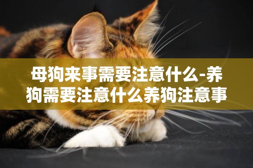 母狗來事需要注意什么-養狗需要注意什么養狗注意事項