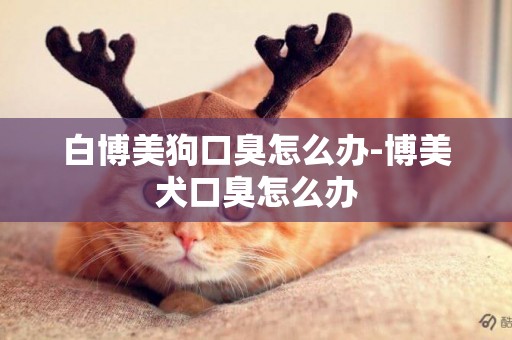 白博美狗口臭怎么辦-博美犬口臭怎么辦