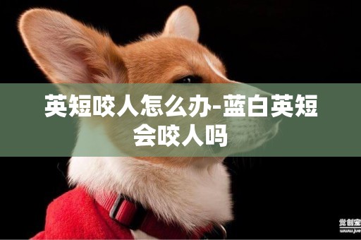 英短咬人怎么辦-藍白英短會咬人嗎
