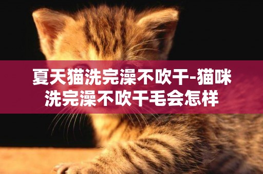 夏天貓洗完澡不吹干-貓咪洗完澡不吹干毛會怎樣