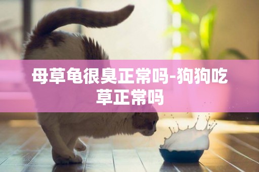 母草龜很臭正常嗎-狗狗吃草正常嗎