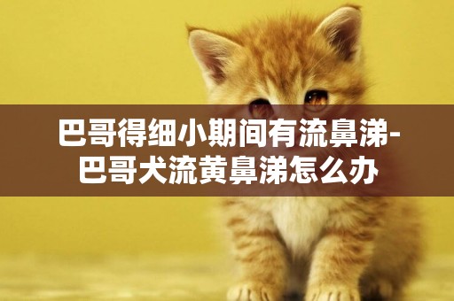 巴哥得細小期間有流鼻涕-巴哥犬流黃鼻涕怎么辦