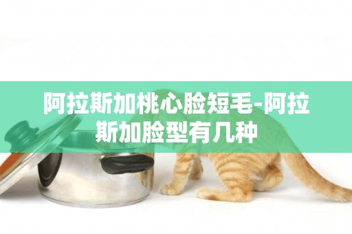 阿拉斯加桃心臉短毛-阿拉斯加臉型有幾種