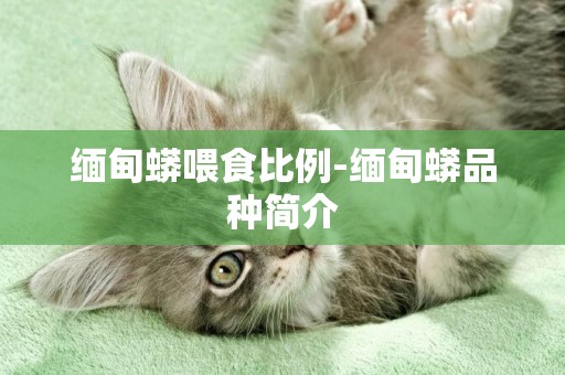 緬甸蟒喂食比例-緬甸蟒品種簡介