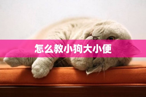 怎么教小狗大小便
