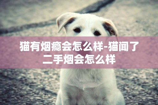 貓有煙癮會怎么樣-貓聞了二手煙會怎么樣