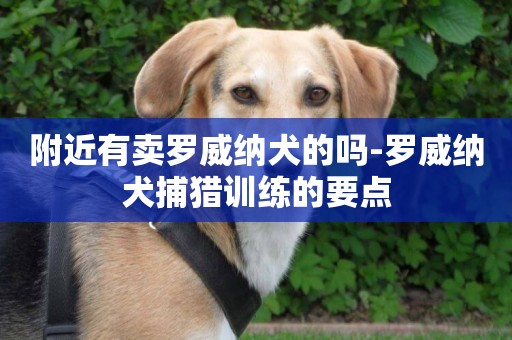 附近有賣羅威納犬的嗎-羅威納犬捕獵訓練的要點