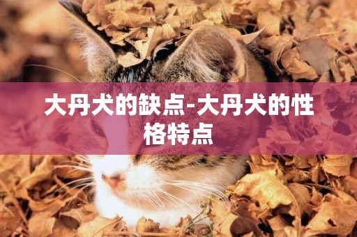 大丹犬的缺點-大丹犬的性格特點