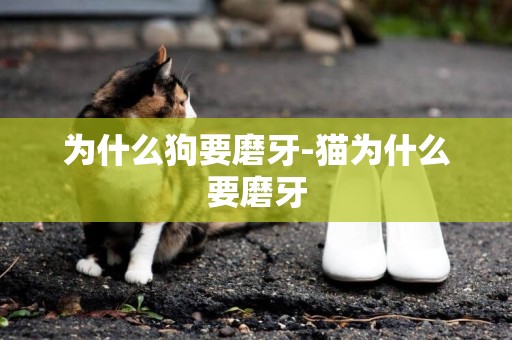 為什么狗要磨牙-貓為什么要磨牙