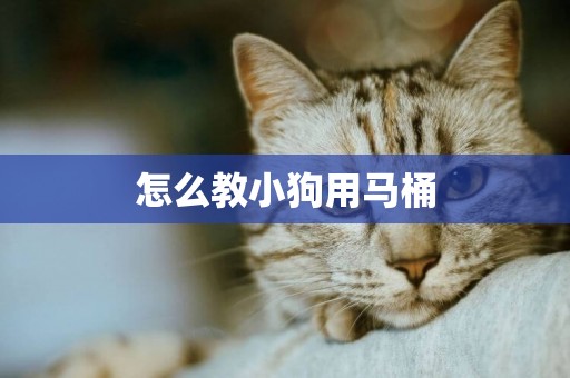 怎么教小狗用馬桶