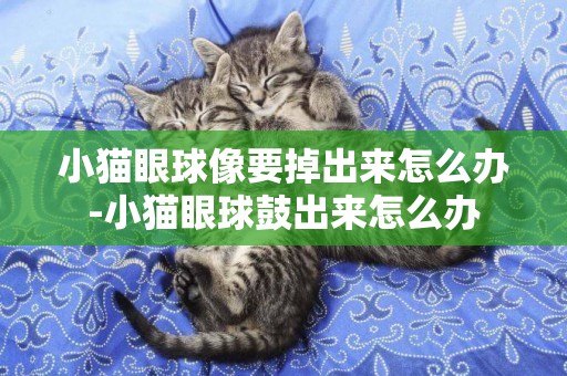 小貓眼球像要掉出來怎么辦-小貓眼球鼓出來怎么辦