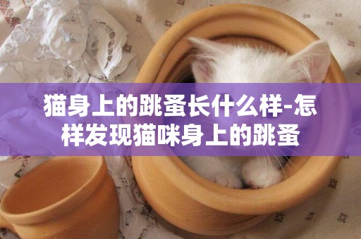 貓身上的跳蚤長什么樣-怎樣發現貓咪身上的跳蚤