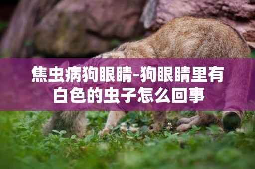 焦蟲病狗眼睛-狗眼睛里有白色的蟲子怎么回事