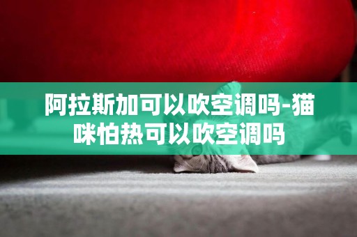 阿拉斯加可以吹空調嗎-貓咪怕熱可以吹空調嗎