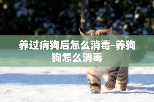 養過病狗后怎么消毒-養狗狗怎么消毒