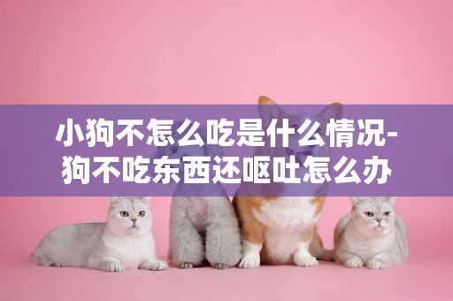 小狗不怎么吃是什么情況-狗不吃東西還嘔吐怎么辦