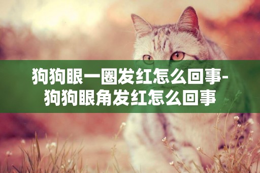 狗狗眼一圈發紅怎么回事-狗狗眼角發紅怎么回事