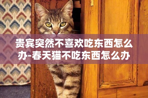 貴賓突然不喜歡吃東西怎么辦-春天貓不吃東西怎么辦