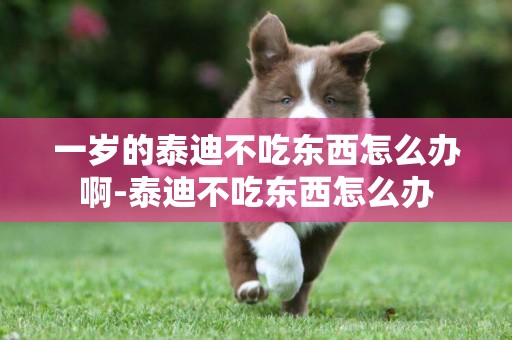 一歲的泰迪不吃東西怎么辦啊-泰迪不吃東西怎么辦